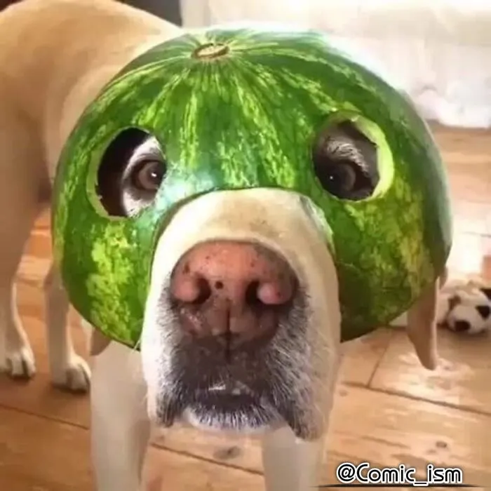 Cute And Adorable Dogs With Watermelon  Hats To Brighten Your Day (22 New Pics)