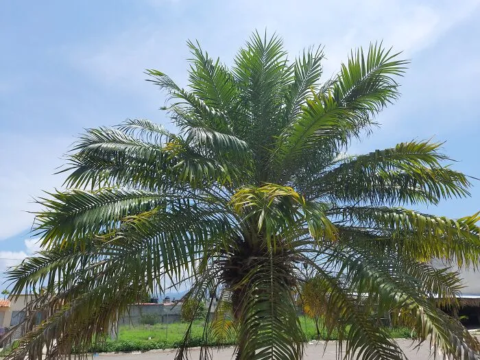 Small Palm Tree
