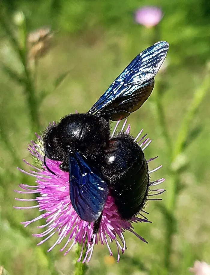 This Big, Really Big Bumblebee !