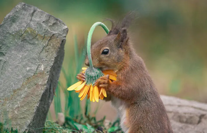My 19 Photographs Featuring Squirrels And Birds Interacting With Flowers
