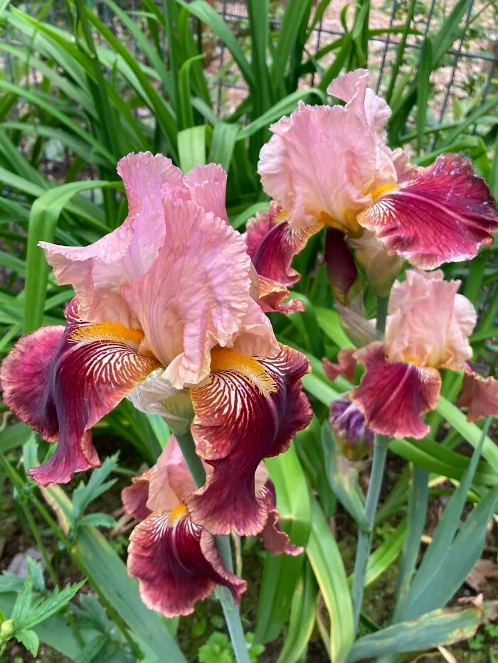 Bearded Iris From A Local Breeder