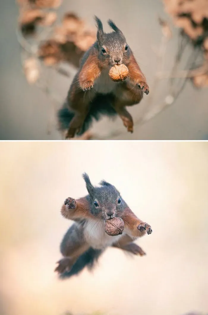 I've Been Photographing Red Squirrels For 6 Years, Here Are My 19 Photos To Show How Acrobatic They Really Are