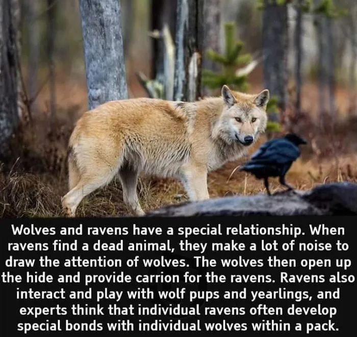 50 Random Facts That Seem Too Hard To Believe Yet Are Completely True, As Shared On This Encyclopedic Instagram Account