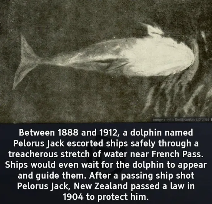 50 Random Facts That Seem Too Hard To Believe Yet Are Completely True, As Shared On This Encyclopedic Instagram Account