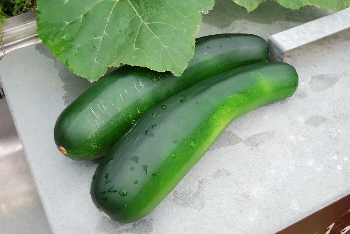 Zucchini