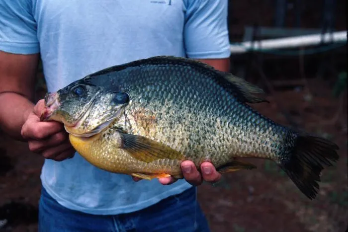 Freshwater Fish