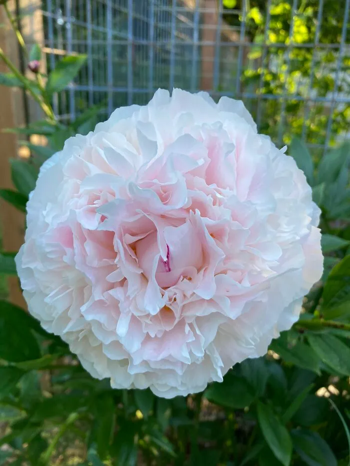 So Fragrant. I Love The Touch Of Pink
