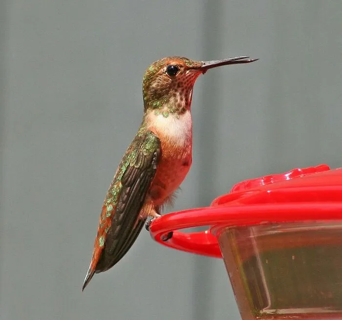 I Had A Pet Hummingbird As A Kid