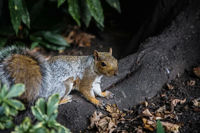 I Saw A Squirrel Dipping A Fry In Ketchup And Eating It