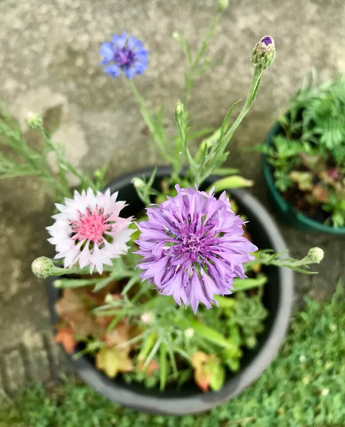 Bachelor Buttons