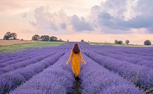 A Lavender Fairytale: 7 Photos By Me