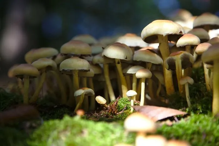 Mushrooms