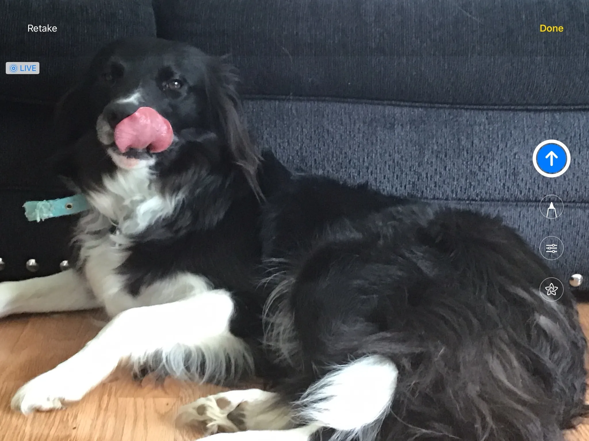 Hey Panda, What’s The Dumbest Pic Of Your Pet You Have?