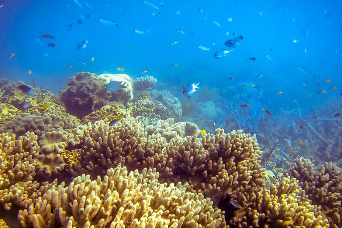 The Bottom Of The Ocean Is Covered In Dead And Decomposing Organisms And The Feces Of Living Organisms