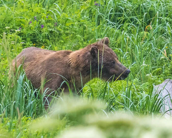 I Peed On A Bear Once At 12 Or 13