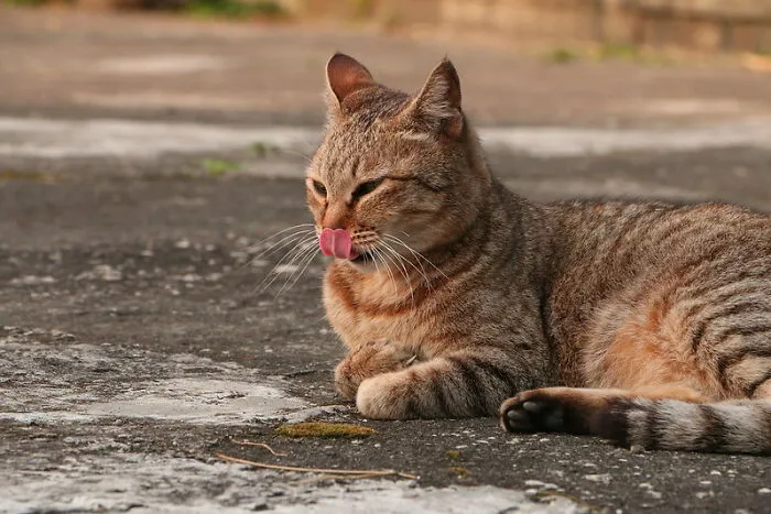 I Saw A Cat Who Only Crossed The Street At A Green Light