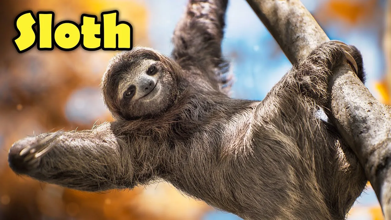 Why Is The Sloth So Slow? - Cool Facts About Sloths