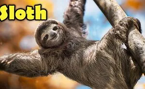 Why Is The Sloth So Slow? - Cool Facts About Sloths