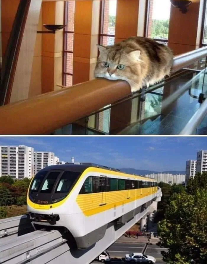 Gracias, adoro a este gato-monorriel