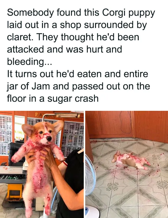 Thanks, I Love Corgi’s Eating Jam