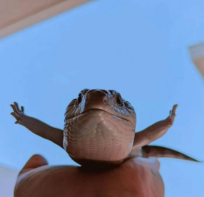 Gracias, adoro a este lagarto que finge volar