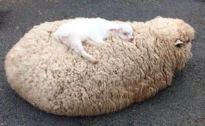 50 Times People Found Something Unbearably Wholesome And Shared It In This Group To Make People’s Day