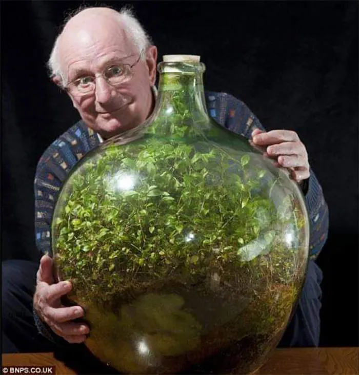 This Miniature Ecosystem Has Been Thriving In An Almost Completely Isolated State Since 1960. It Has Been Watered Just Once In That Time