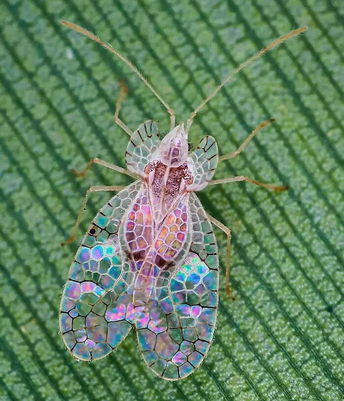 Lace Bug (Stephanitis Typicus) Looks Like Stained Glass