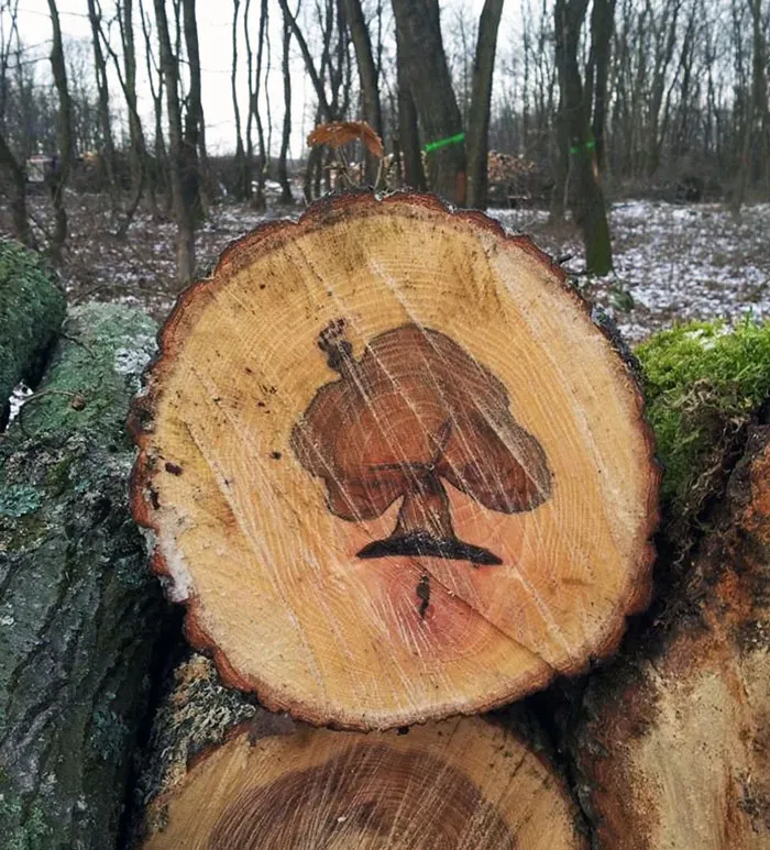 My Friend Found A Tree Within A Tree