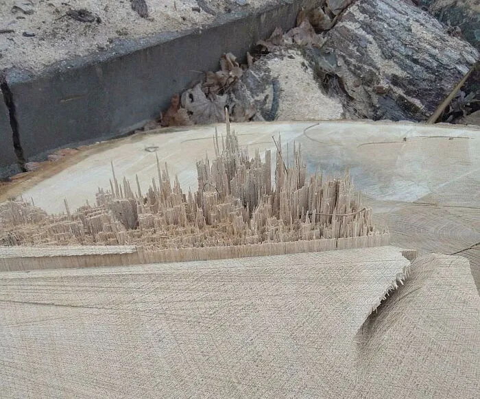 The Way This Tree Stump Has A Cityscape On It