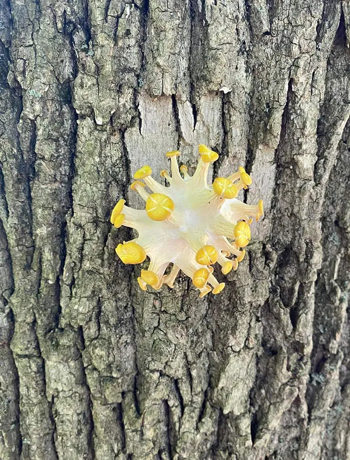 This Cluster Of Golden Oyster Mushrooms Looks Like Covid-19