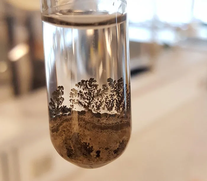 El sedimento de esta reacción química parece un bosque pantanoso