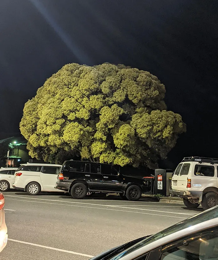 This Tree Looks Like Broccoli