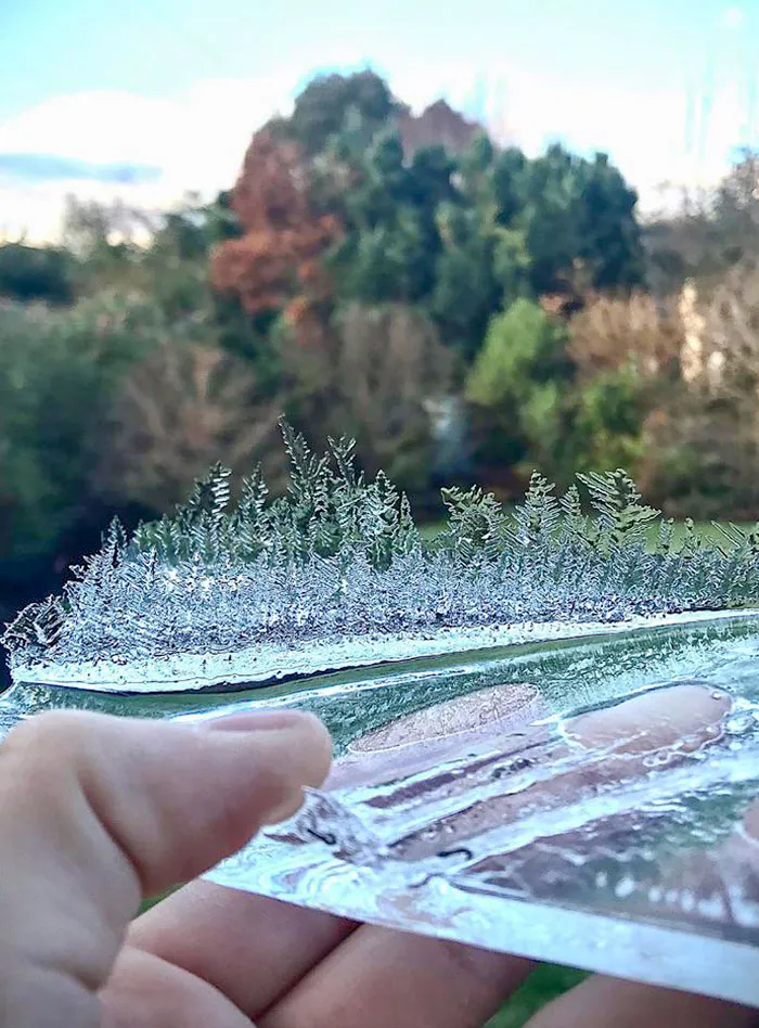 The Way This Ice Has Formed Looks Like A Tiny Forest