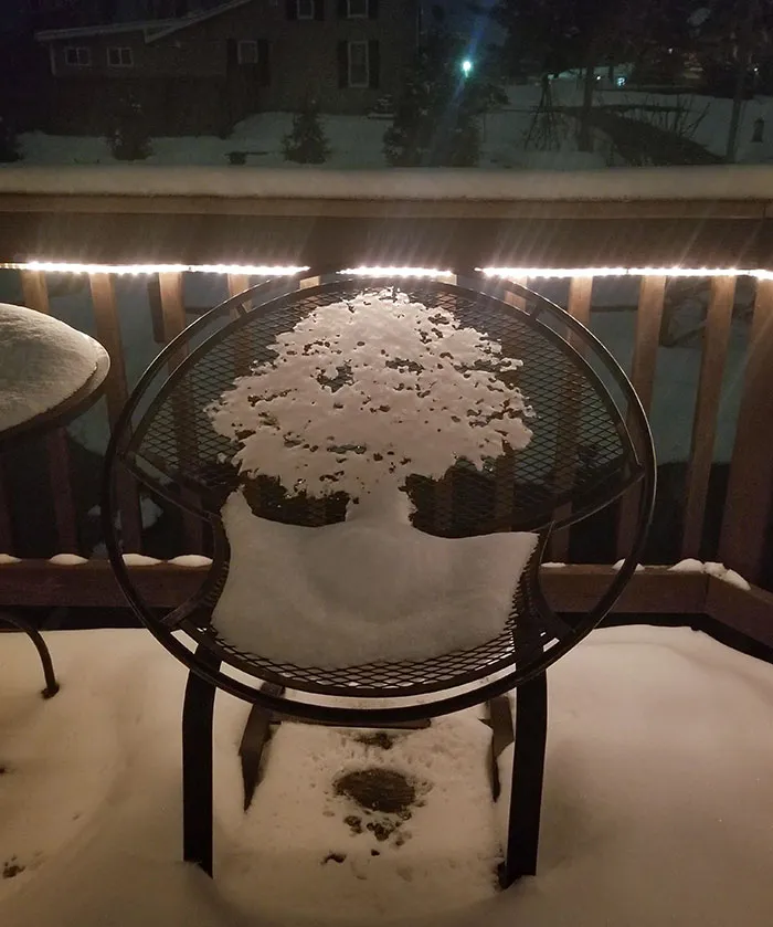 La nieve derretida en esta silla parece un árbol