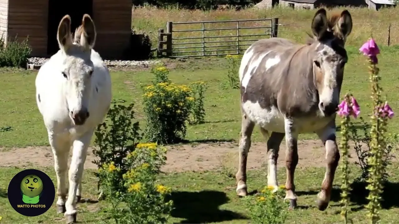 Friendly Donkeys Came To See Me.