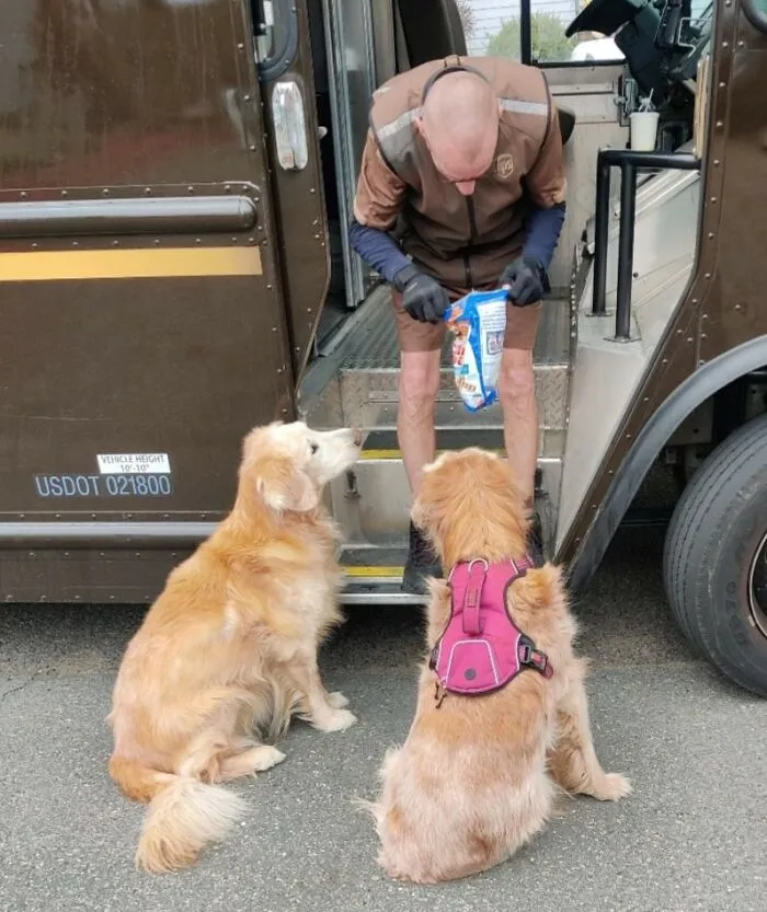 One Of My Boys (14yr Old Littermates) But Our UPS Driver Stops By - Even When He Doesn't Have A Package To Deliver, And My Dog Wags His Tail, And Gets All Happy !  Can Barely Walk, But  Makes It To The Truck