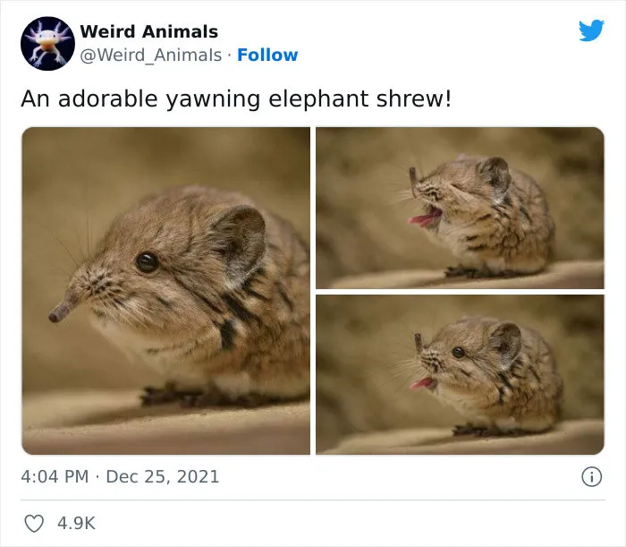 Twitter Page Shares 50 Animals That You Probably Haven't Seen Before