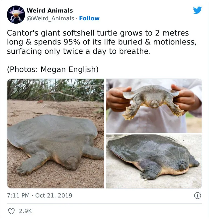 Twitter Page Shares 50 Animals That You Probably Haven't Seen Before