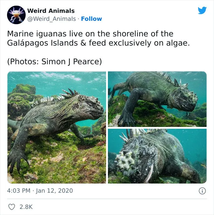 Twitter Page Shares 50 Animals That You Probably Haven't Seen Before