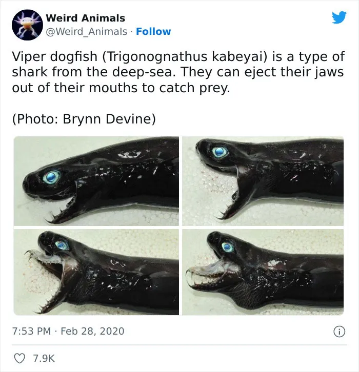 Twitter Page Shares 50 Animals That You Probably Haven't Seen Before