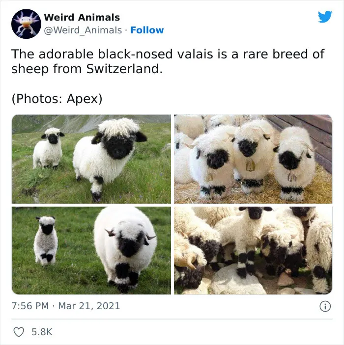 Twitter Page Shares 50 Animals That You Probably Haven't Seen Before