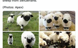 Twitter Page Shares 50 Animals That You Probably Haven't Seen Before