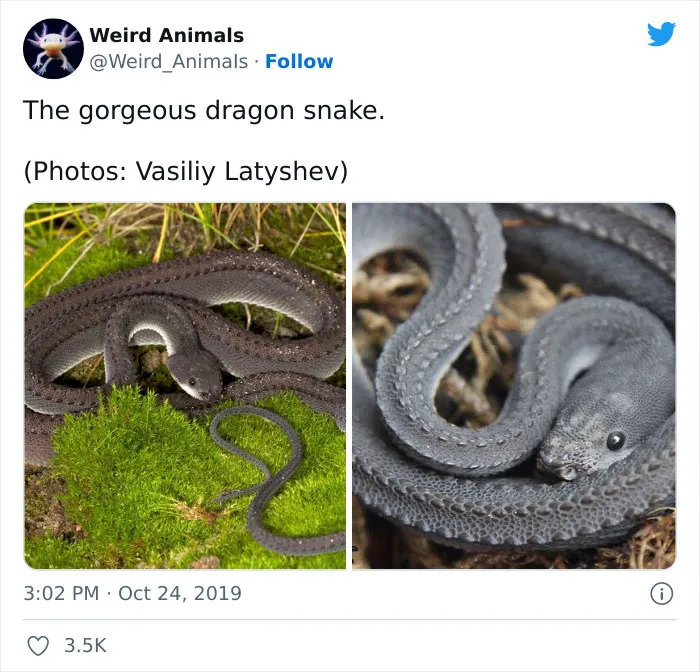 Twitter Page Shares 50 Animals That You Probably Haven't Seen Before