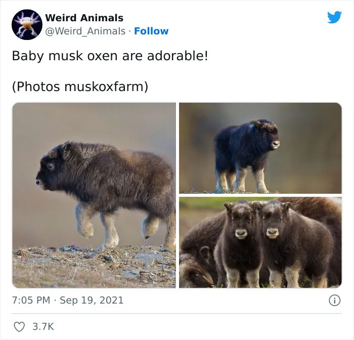 Twitter Page Shares 50 Animals That You Probably Haven't Seen Before
