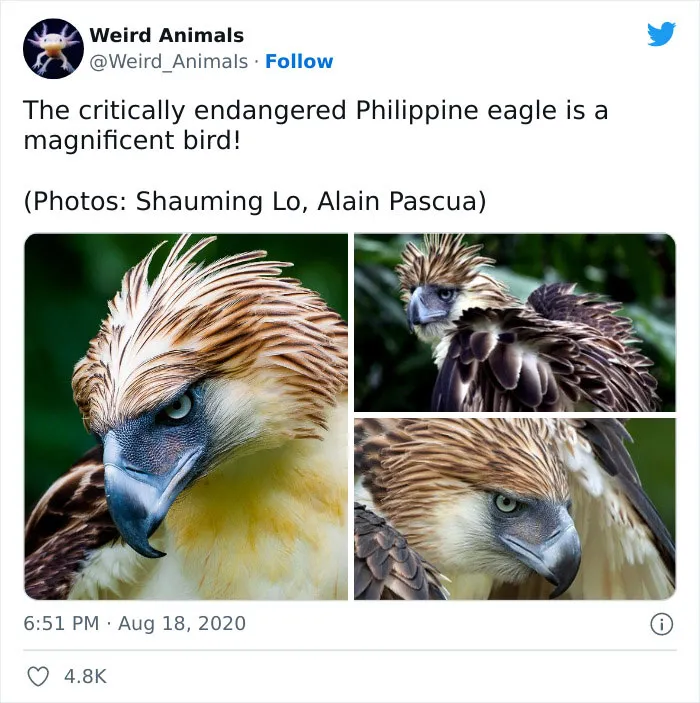 Twitter Page Shares 50 Animals That You Probably Haven't Seen Before