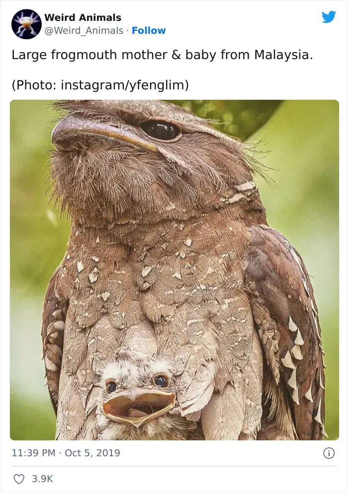 Twitter Page Shares 50 Animals That You Probably Haven't Seen Before