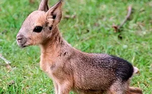 Twitter Page Shares 50 Animals That You Probably Haven't Seen Before