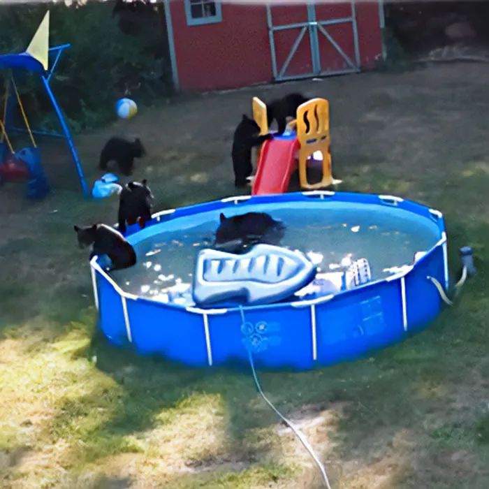 Oseznos adorables jugando y refrescándose en una piscina inflable en un jardín al aire libre, animales adorables en acción.