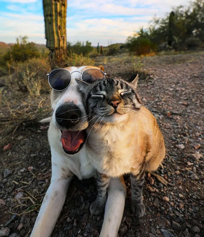 Mejores amigos para siempre